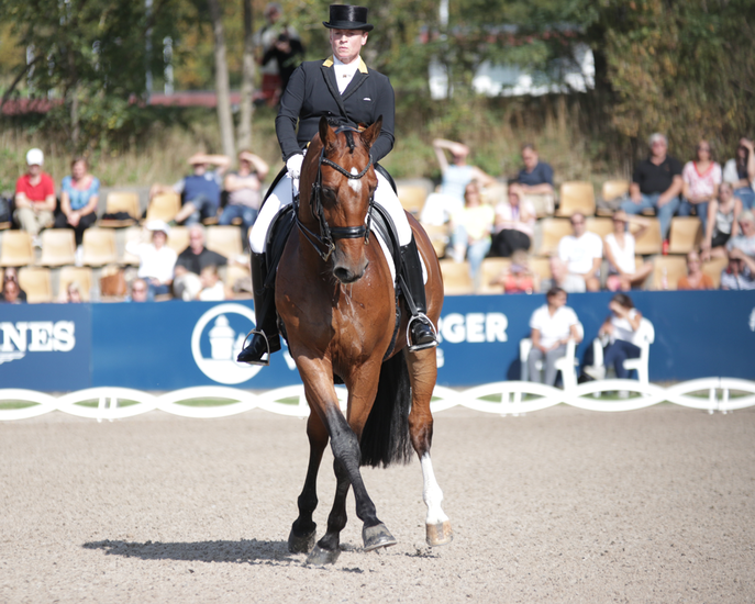 Dressage Horse